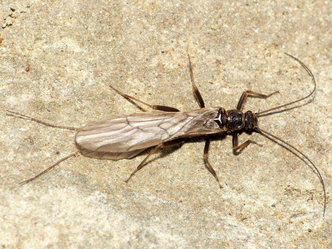 Plecottero invernale - Capnia sp. di Tolfa (RM)